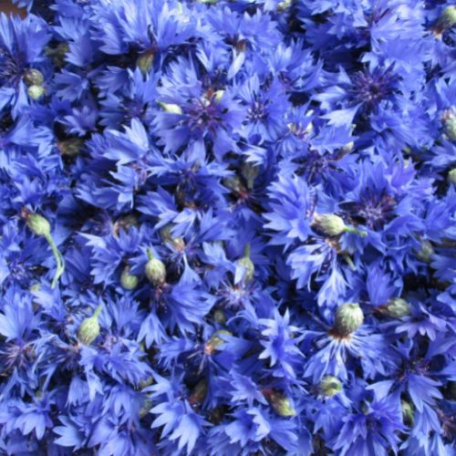 Fleurs de Bleuet BIO colors of tea