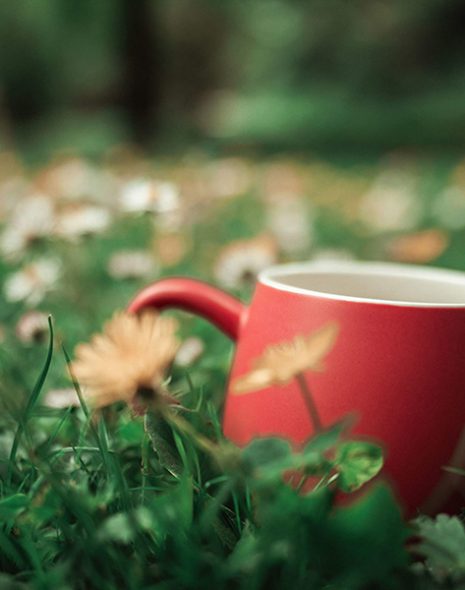 tasse de thé rouge dans l'herbe avec paquerettes