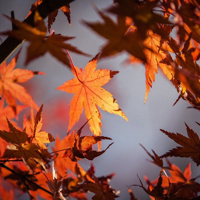 automne feuilles automne