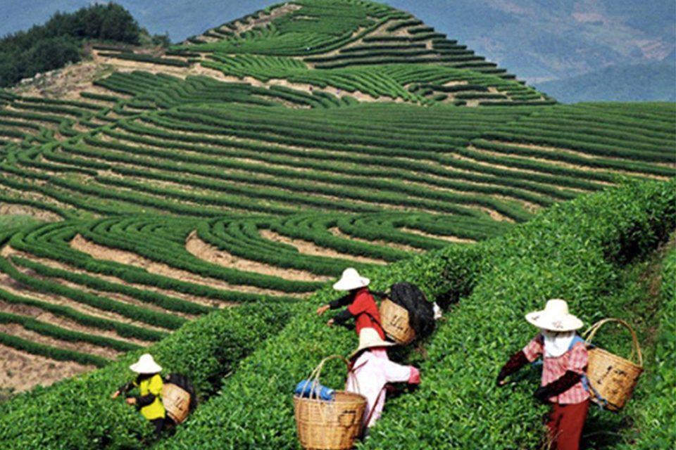 champs pu erh colors of tea champs pu erh chine colors of tea