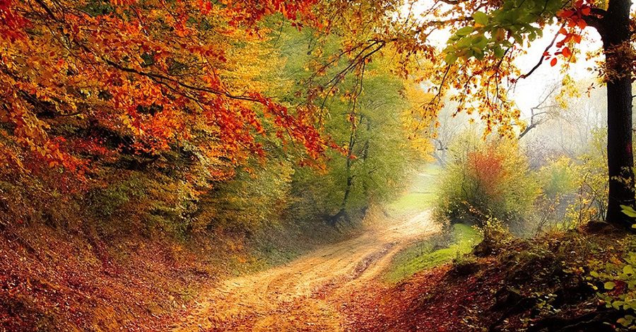 chemin en forêt automne
