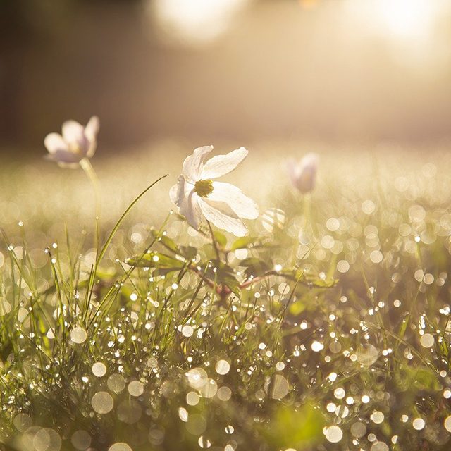 printemps