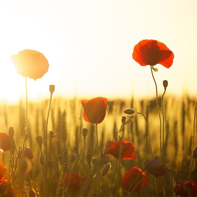 été champs coquelicots avec soleil