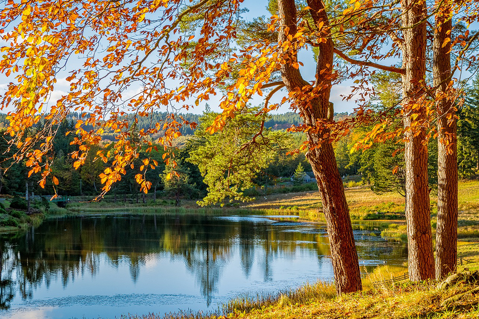 arbre au bord d'un lac en automne