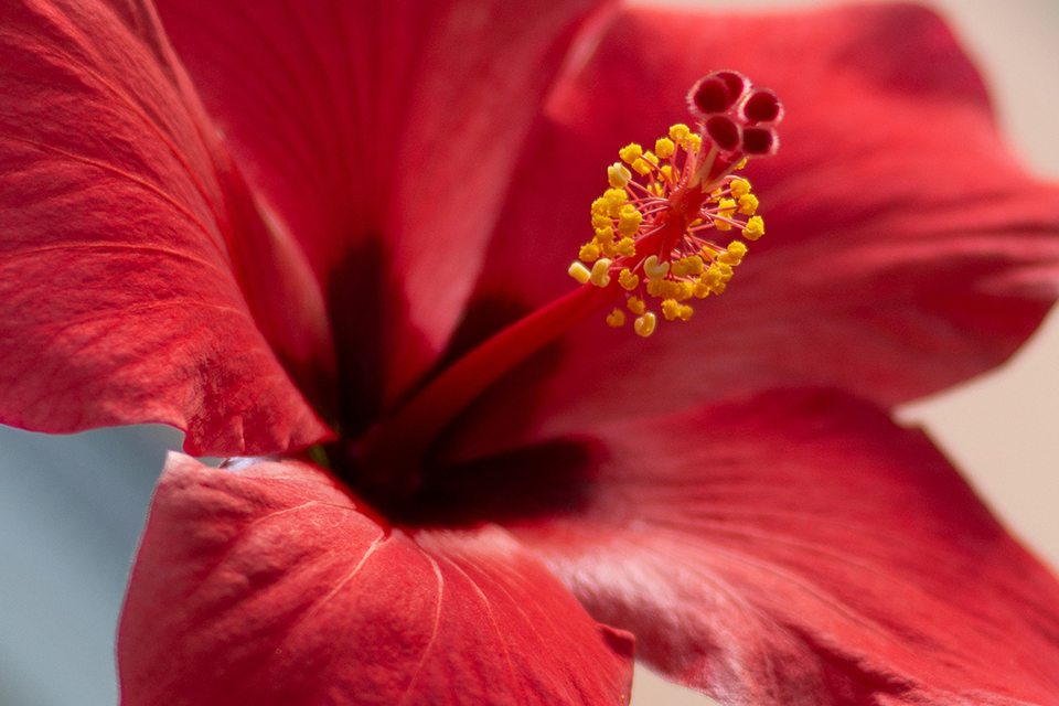 fleur d'hibiscus rouge
