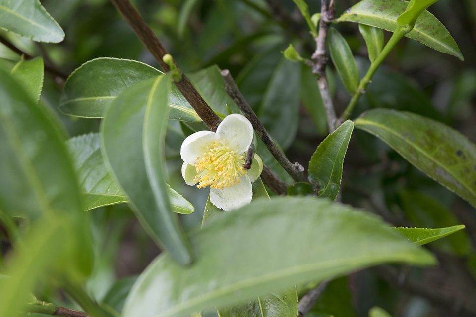 Camellia sinensis fleur colors of tea