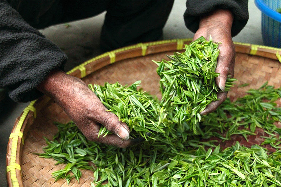 feuilles de thé jaune manipulées à la main, savoir faire