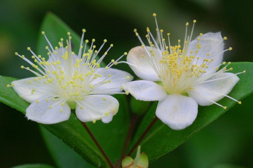 fleur de myrte zoom fleur de myrte