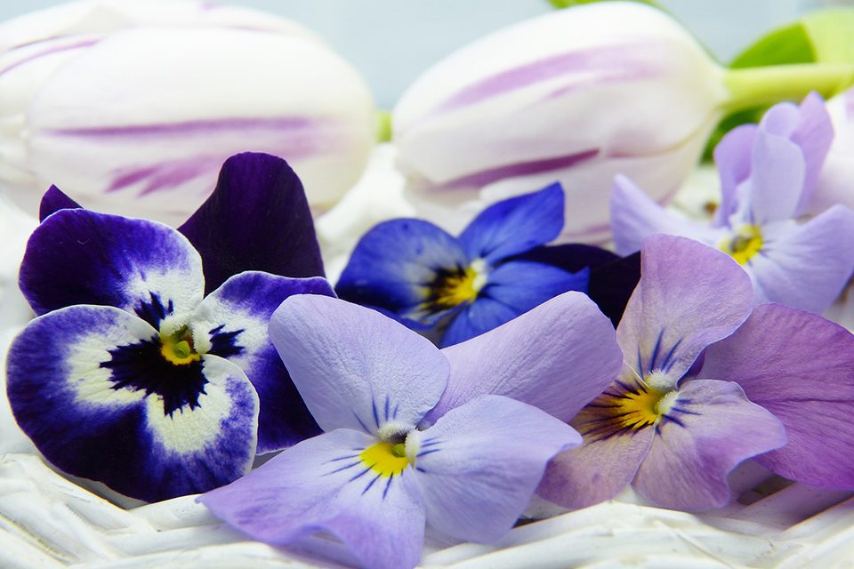 fleurs violettes fleurs violettes