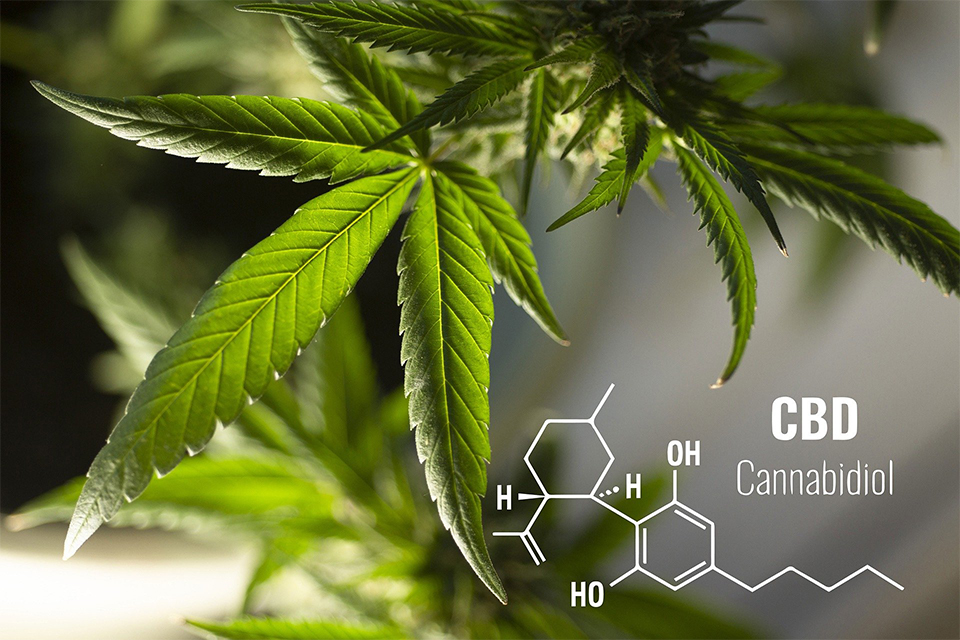 Feuille de cannabis molécule cbd infusion chanvre et cbd colors of tea